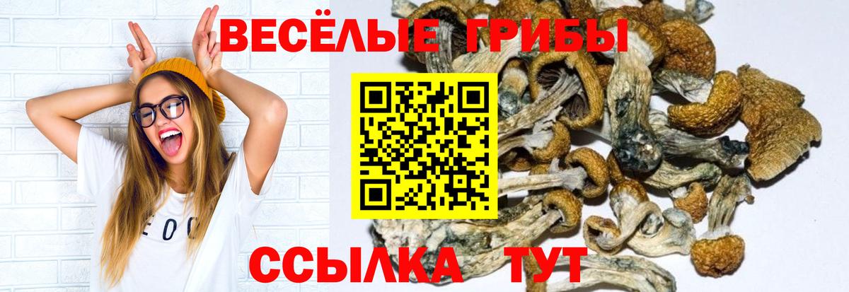 Псилоцибиновые грибы Psilocybe Минеральные Воды
